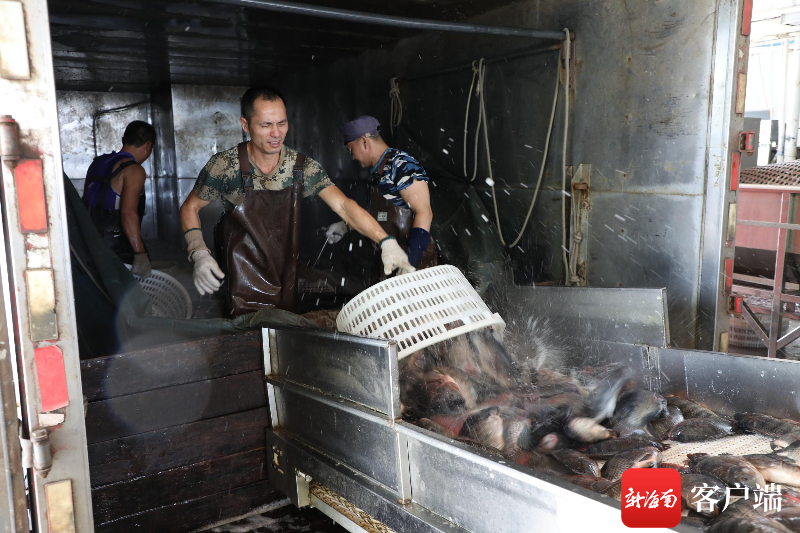 起跑稍慢，海南預制菜能否憑后勁奮起直追？